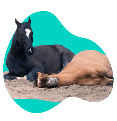 Jak śpią konie? Dowiedz się, w jakiej pozycji najwygodniej jest spać